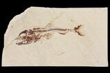 Cretaceous Predatory Fish (Eurypholis) - Hakel, Lebanon #163101-1